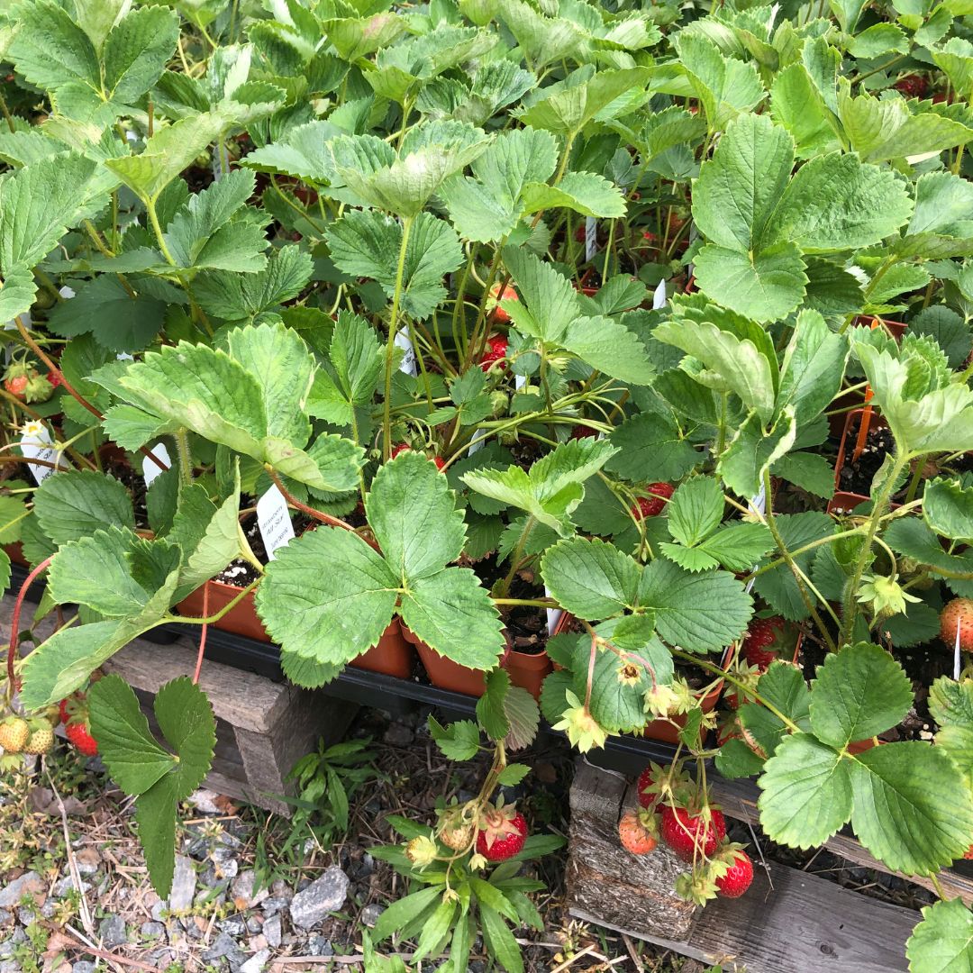Explore Our Berry Plant Selection at Glen Allen Greenhouse ...